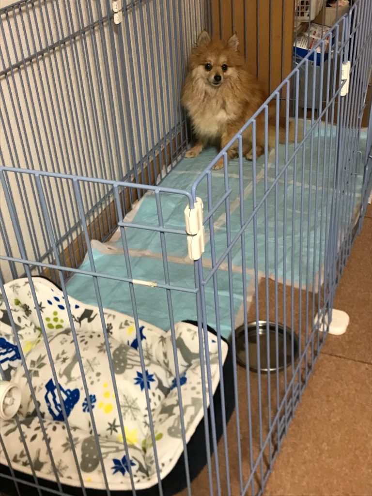 犬用サークル