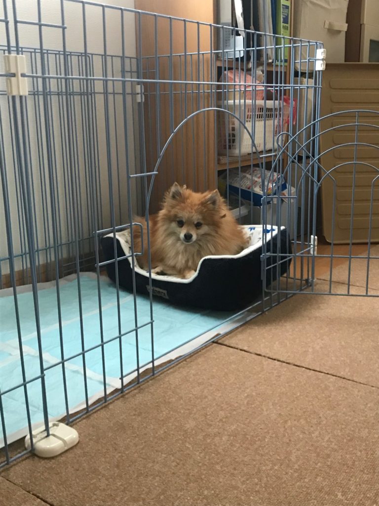 犬用クッション