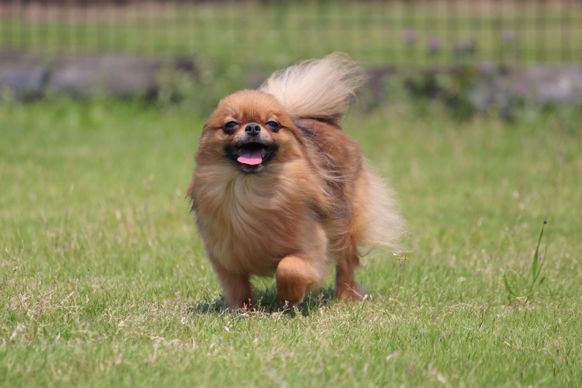 保護犬ポメラニアンと自宅準備