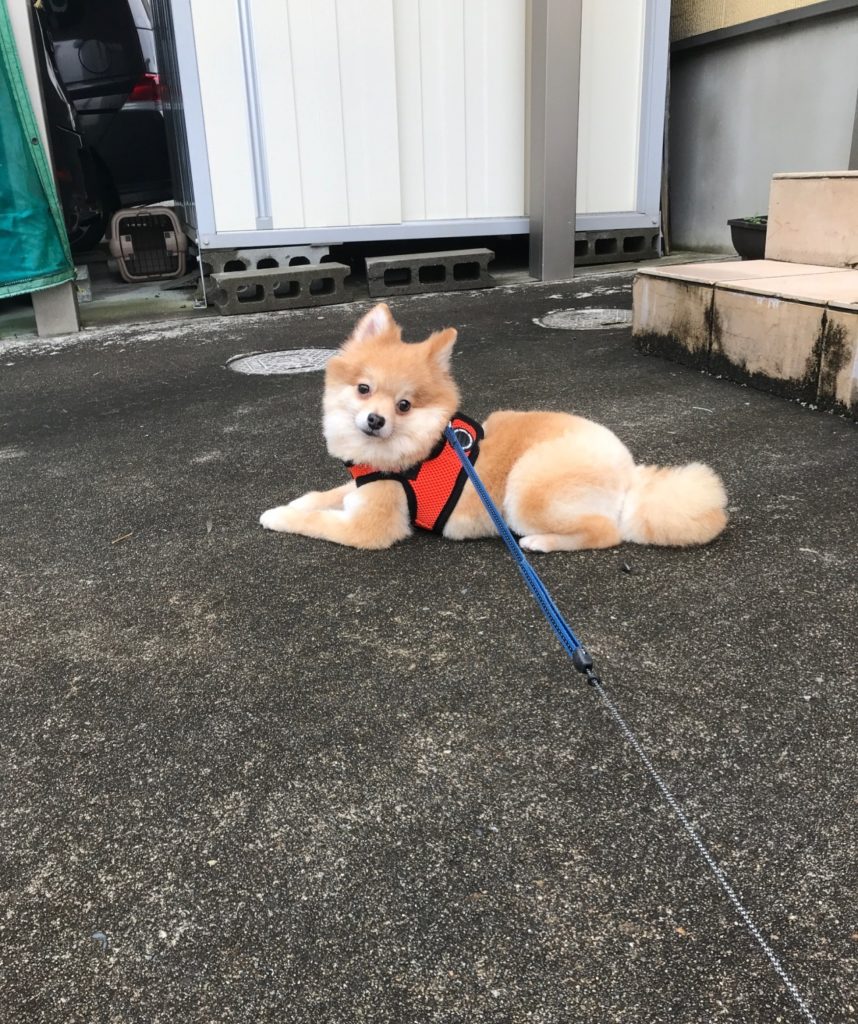 保護犬と散歩