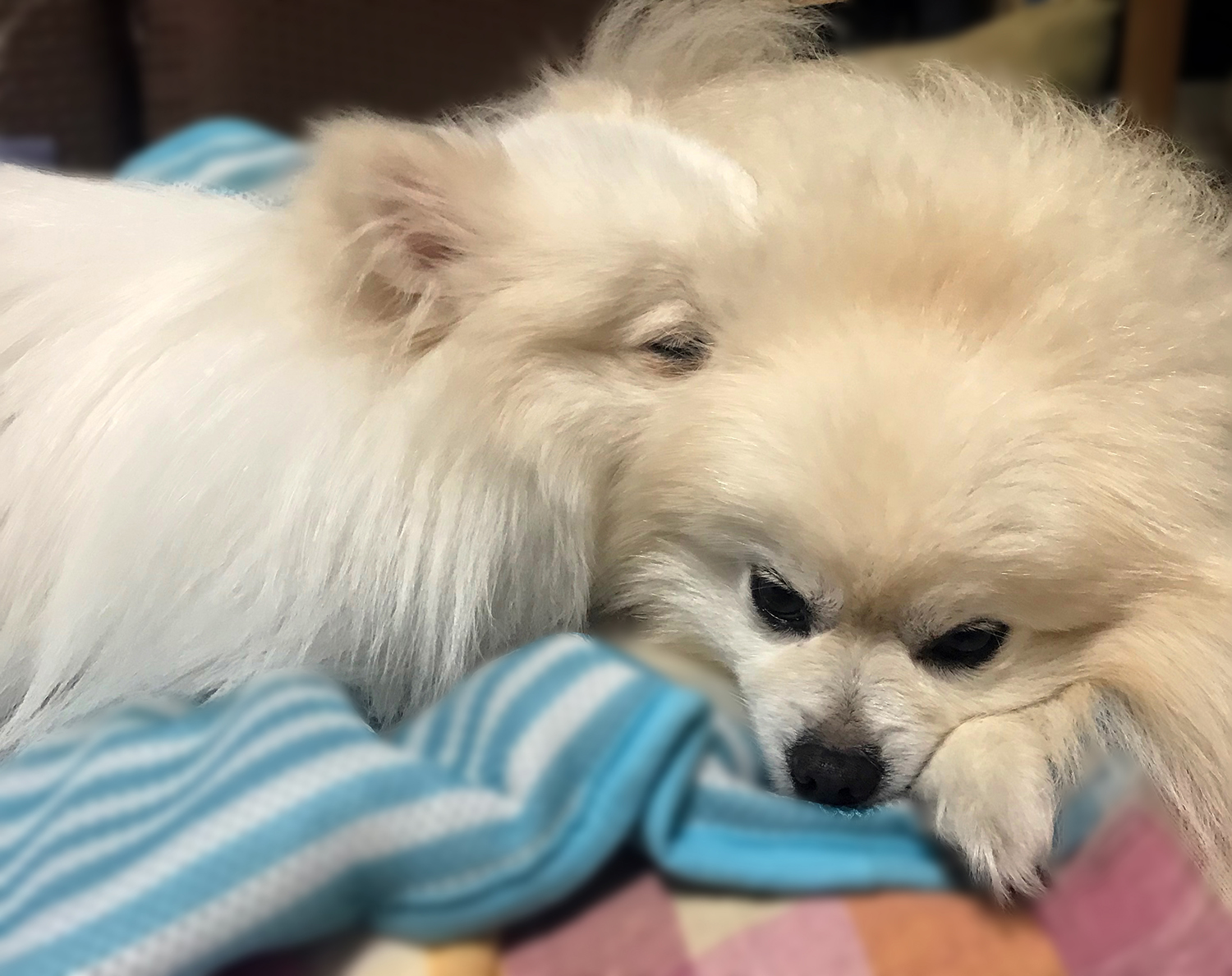 保護犬ポメラニアンの初めての散歩