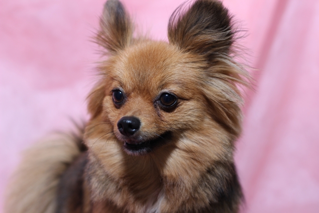 保護犬のドライヤー