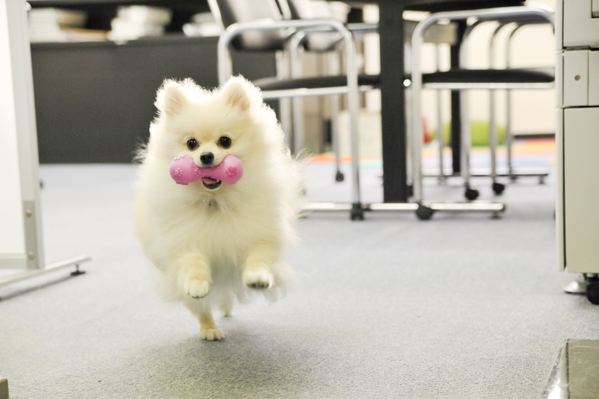 保護犬の行動は慎重に